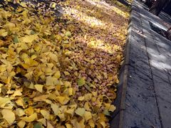 -三里屯东五街银杏大道