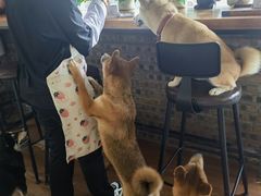 -柴犬高等学院·狗咖·柴犬售卖·宠物训练