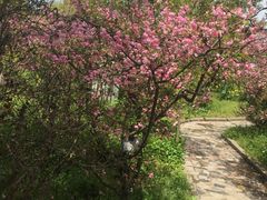 -南汇桃花村