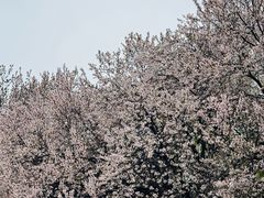 -西安青龙寺遗址景区