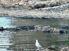 -棒棰岛宾馆景区