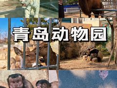 -青岛动物园