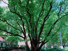 -徐家汇源景区-衡山公园