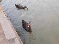-五缘湾湿地公园