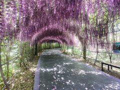 -大塘金香草谷