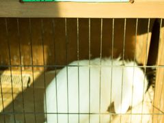 -海边的猫和咖啡馆