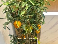 -青梅酒肆PLUS(长白仙岛北路店)