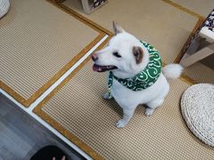 -柴迷FANS CLUB·柴犬狗咖·猫咖