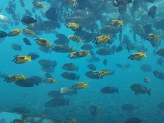 -瑞德姆美人鱼海底演艺主题餐厅(亚龙湾店)