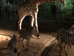 -清迈夜间动物园