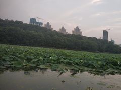 -月湖风景区