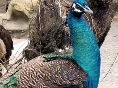 -西双版纳傣族园