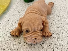 网红沙皮狗-光明招待所(邦凯科技园店)