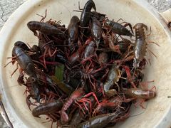 -同銮特种养殖场·龙虾垂钓