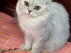 -狗不理喵子(百富路店)