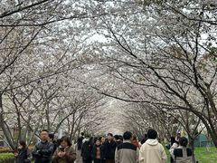 -高东镇樱花园