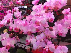 -花鸟鱼虫鲜花绿植市场(玉泉路店)