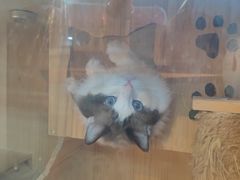 -派多格宠物·购宠(靛厂路店)