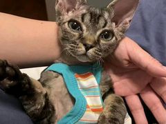 -山宅一喵德文卷毛猫舍