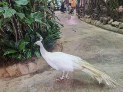 -正佳雨林生态植物园