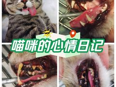 -科道动物医院·急重症中心(万达院)