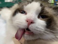 -瑞派名望24h动物医院异宠专科·猫专科·骨科·重症监护分院