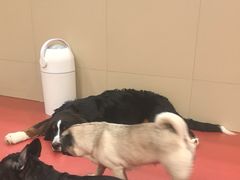 -和它·交个朋友·狗咖猫咖(爱琴海店)