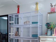 -喵百万·布偶·蓝金金渐层英短·猫舍(百子湾店)