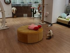 -1013 PET SHOP精品宠物商店(丁香店)