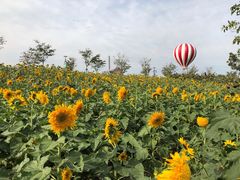 -金卉庄园