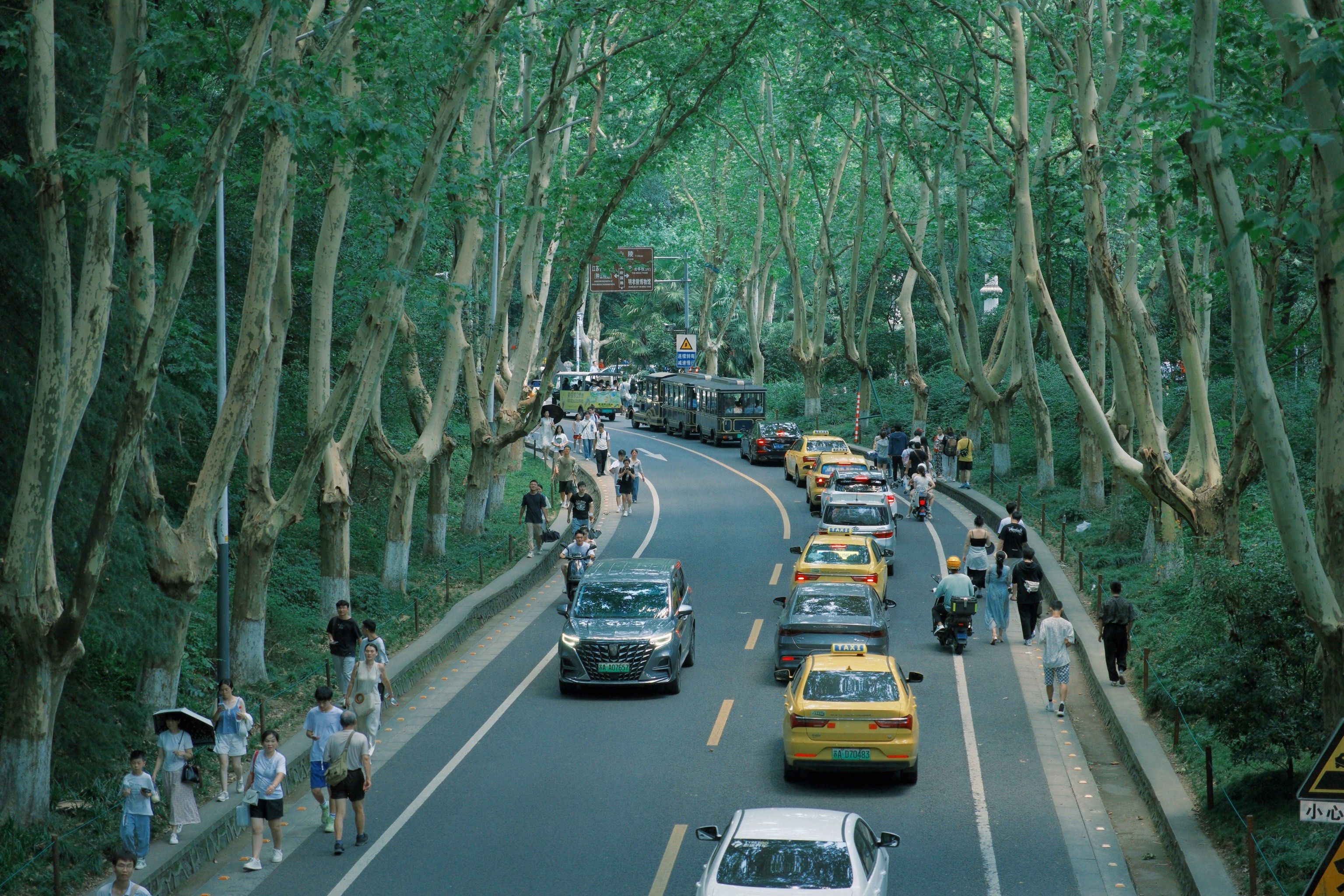 美龄宫|梧桐大道