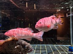 -璞御·海鲜·雪花牛肉局(宾水西道店)
