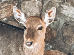 -丽泽山庄·生态怀柔菜·虹鳟鱼(红螺寺店)