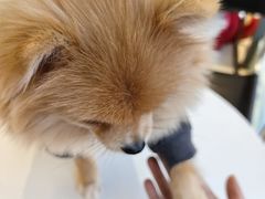 -怪兽屋·羊驼·猫咖·狗咖(俊华广场店)