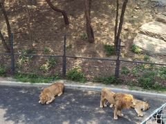 -大连森林动物园