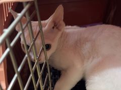 -宠爱国际动物医院·消化内科·心肾内科·ISFM猫友好(望京店)