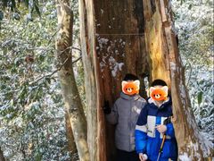 -天目山大树王景区