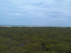 -北海金海湾红树林生态旅游区