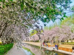 -海棠花溪(元大都城垣遗址公园)
