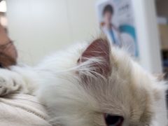 -美联众合爱康动物医院•复杂内科•肿瘤科•牙科•腔镜诊疗中心