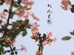 -莫愁湖公园