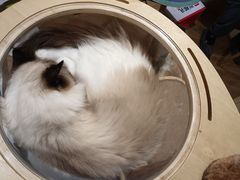 -滚猫咖啡·猫咖·猫友好撸猫(未来城店)