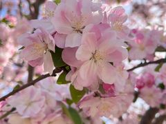 -海棠花溪(元大都城垣遗址公园)