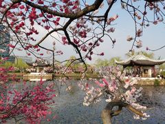 -无锡蠡湖国家湿地公园-蠡园