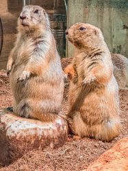 -Zoolung Zoolung动物主题公园(海信广场店)