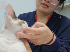 -瑞派长江宠物医院·猫科·外科·24小时夜护(谊城公寓分院)