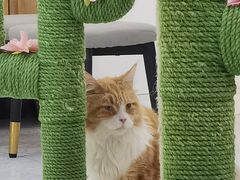 -喵园·猫主题咖啡厅·撸猫·猫咖(国贸店)