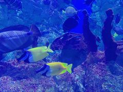 -烟台海昌鲸鲨海洋公园