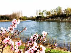 -大兴滨河森林公园