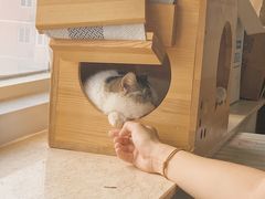 -Cappucimeow猫咪咖啡馆(韦伯时代店)